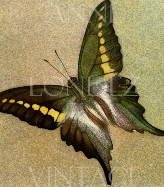 Vintage Butterfly Wall Art 1950 Tropical Butterfly Wall Decor Etsy
