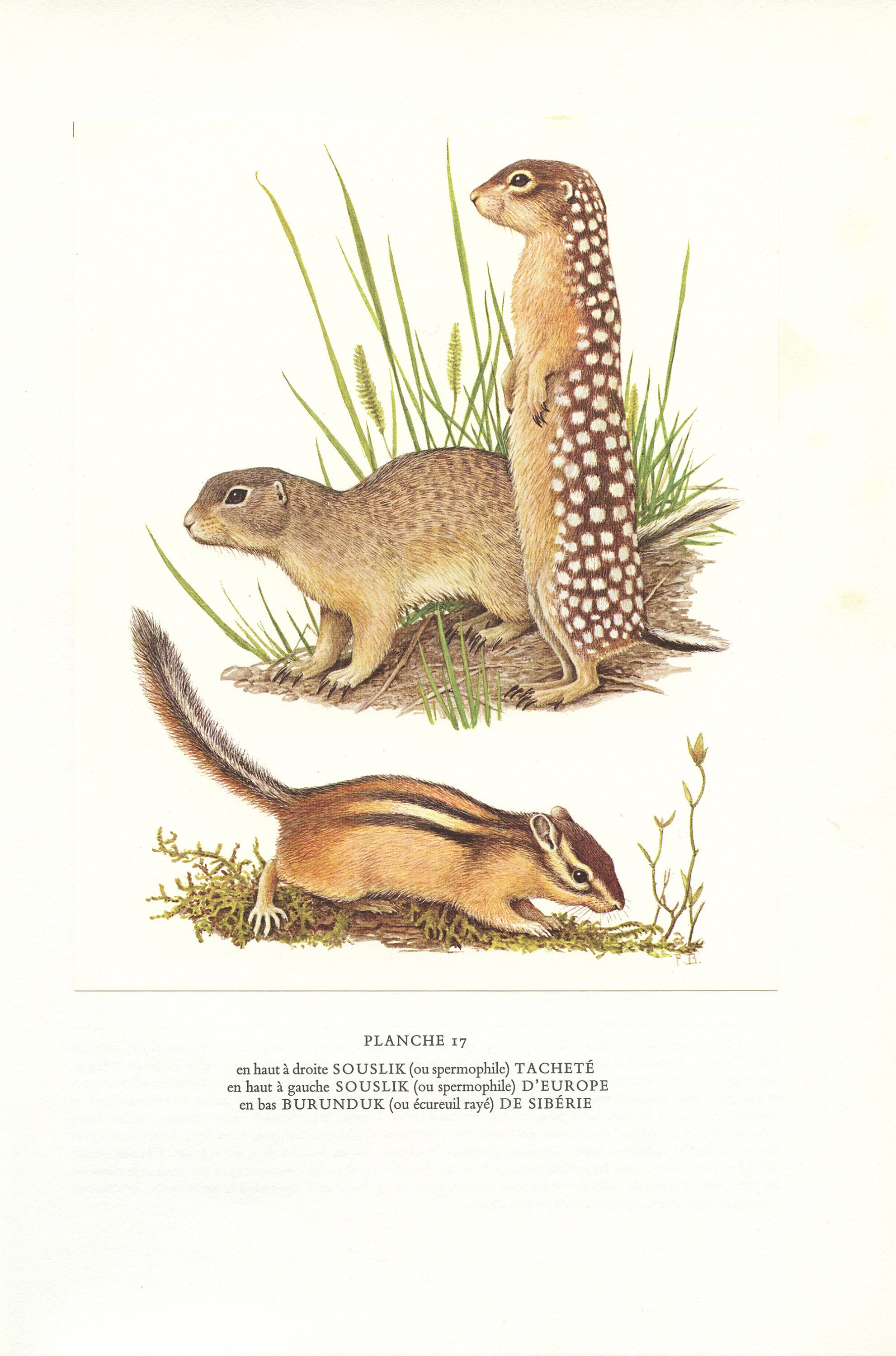 1970 Illustration d'écureuil Souslik Ancienne Image Vintage Poster Cadeau Écureuil Paul Baruel Burun