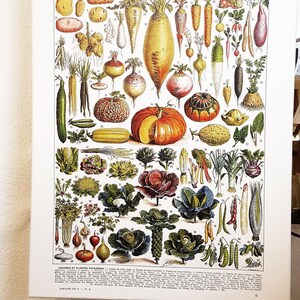 16x20" stretched Canvas vegetables botanical wall art print for kitchen decor for modern rustic farmhouse decor. Food Veggie gardener gift image 5