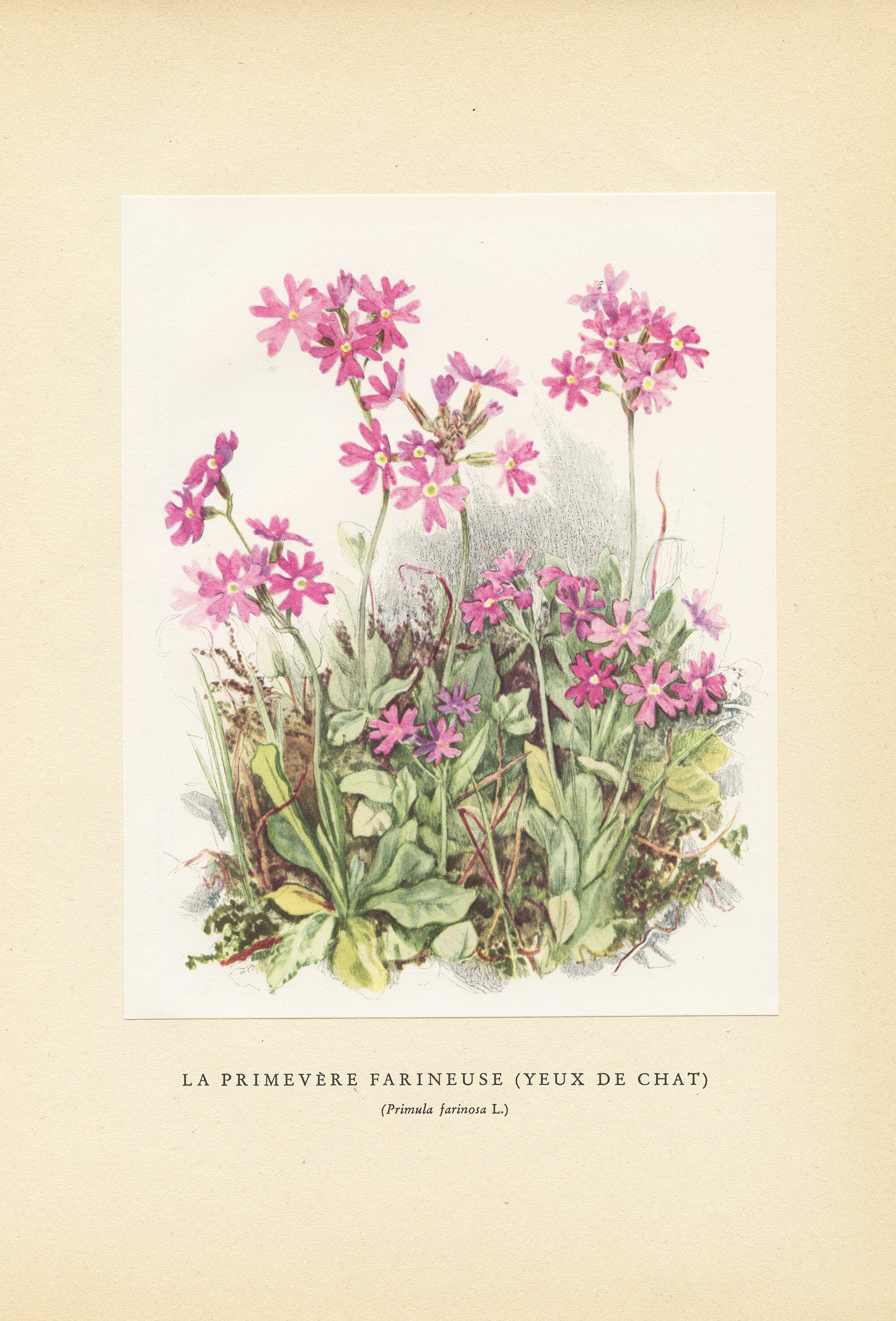 Illustration de Primevère Farineuse 1959 Vintage. Petite Affiche Fleurs Sauvages Roses. Art Botaniqu