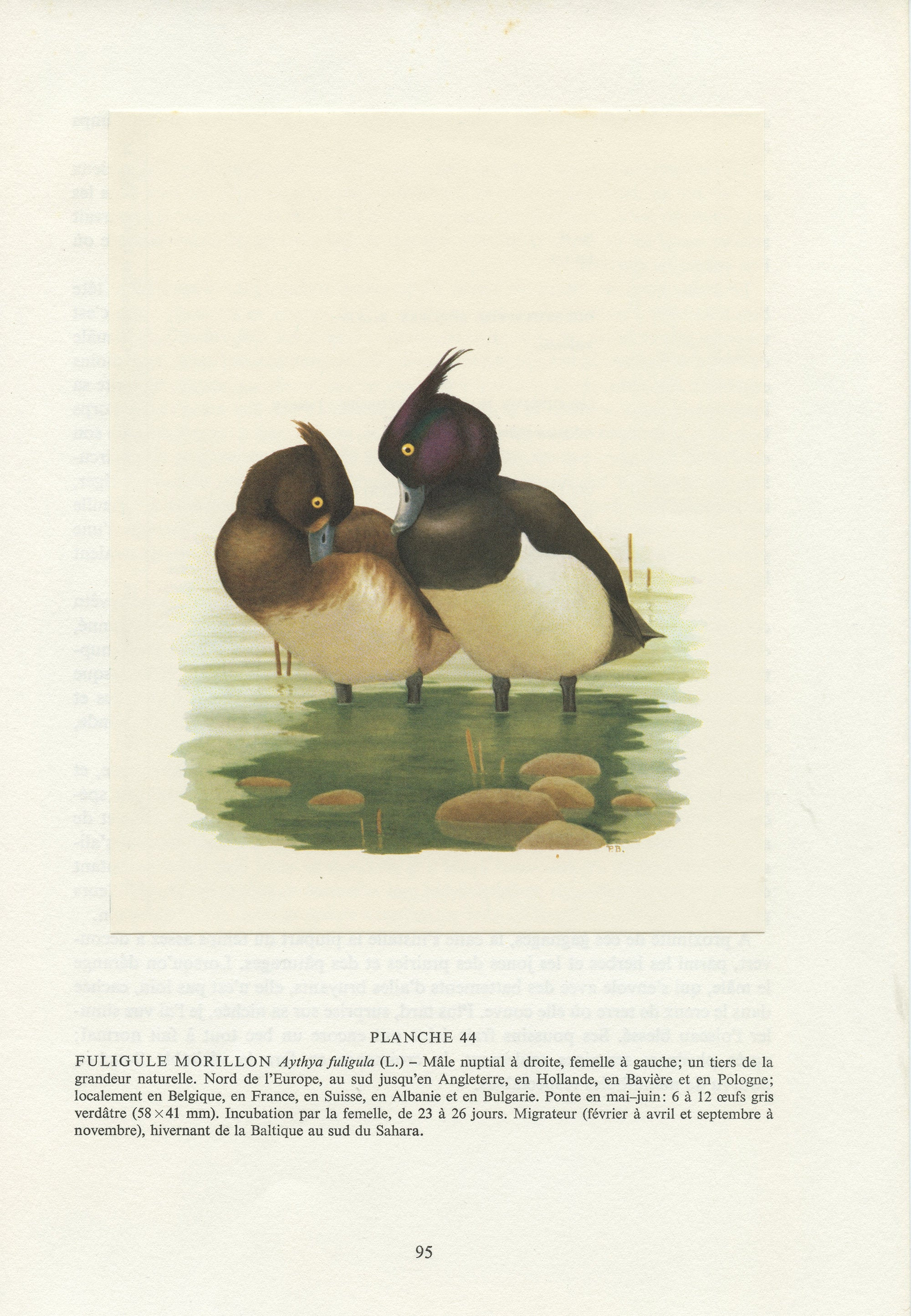 Illustration de Fuligule Morillon 1962. Affiche d'oiseaux Aquatiques Canards Vintage. Aythya Fuligul