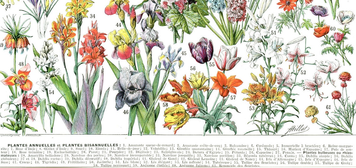 Botanical poster 1936 Vintage Annual flowers print botanical | Etsy