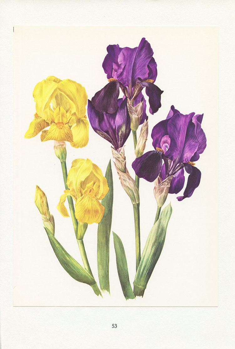 Iris Jaune et Violet - 1964 Illustration de Fleurs Ancienne - Petite Affiche d'iris Deco Printemps -