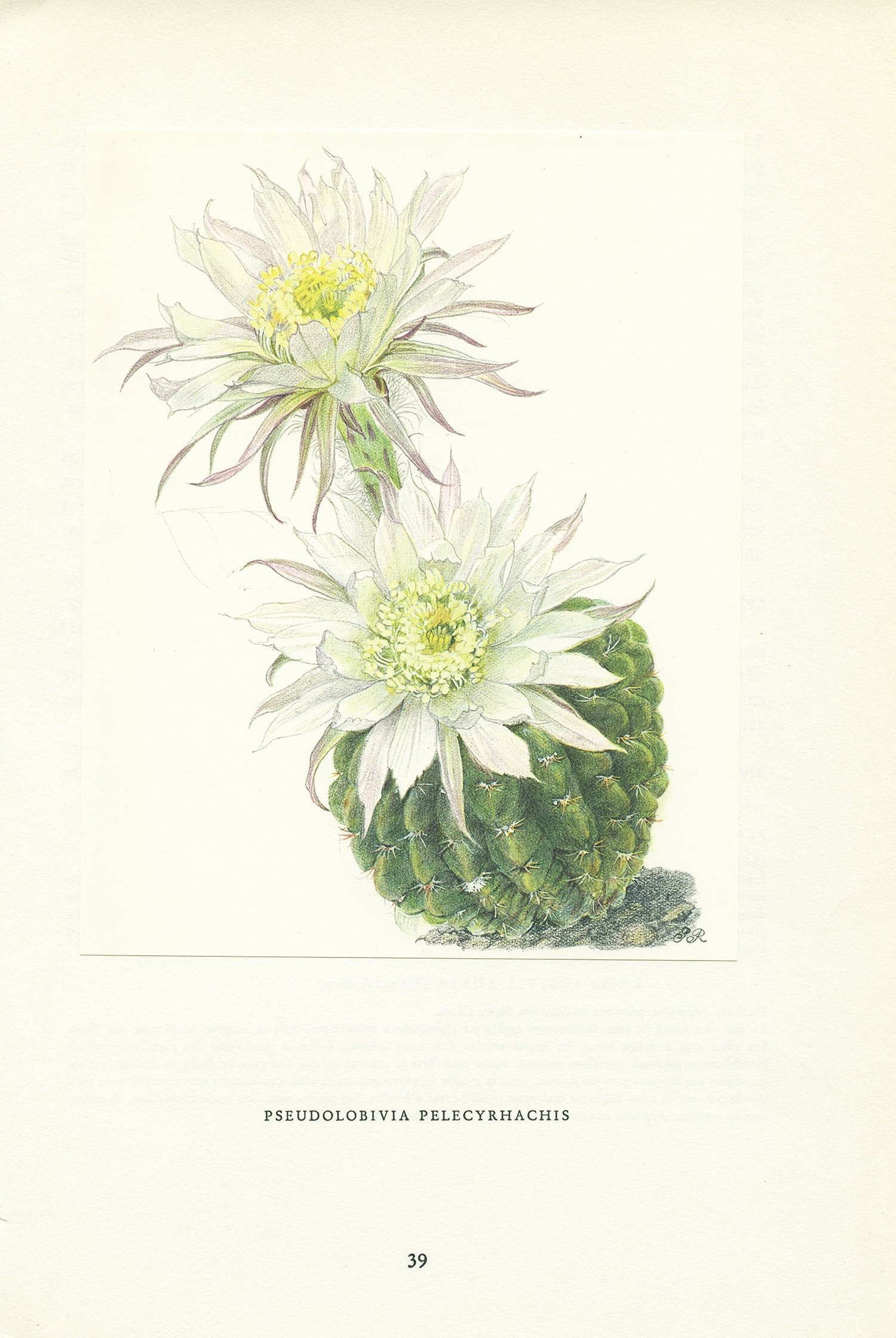 1954 Illustration de Cactus Vintage Echinopsis Pelecyrhachis Cadeau Plantes Art Botanique Déco Natur