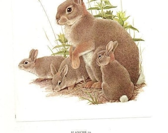Vintage rabbit art 1970 Vintage animal art  Rabbit print Nursery decor Rabbit decor French Wall Art Animal decor Rabbit print Animal poster