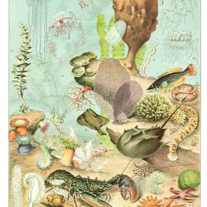 1936 Vintage Sea poster Oceanography poster Marine poster Vintage sea life art Antique Sea decor Marine decor classroom decor