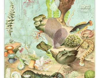 1936 Vintage Sea poster Oceanography poster Marine poster Vintage sea life art Antique Sea decor Marine decor classroom decor