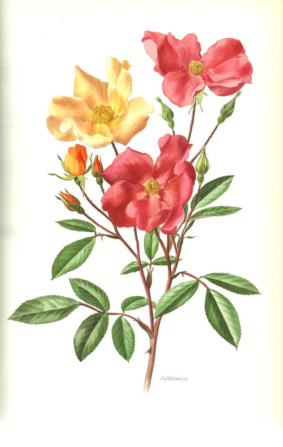 Roses Vintage 1985 Rose Rosa Chinensis Mutabilis Illustration Florale Ancienne Gravure Botanique Pei