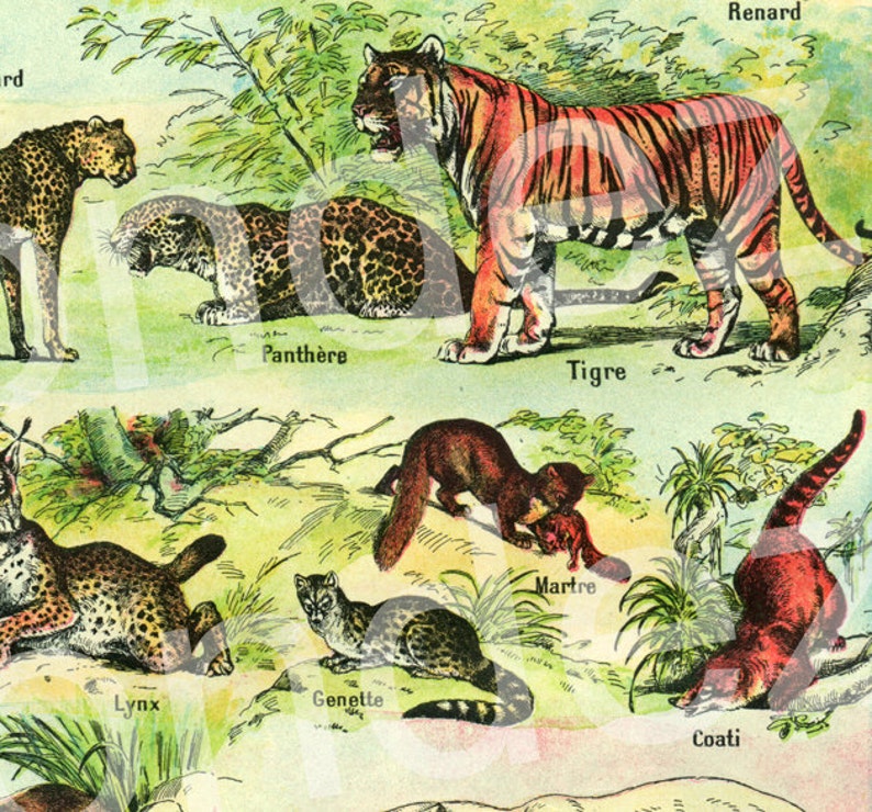 ANimal art chart from 1922 Vintage animal poster Furry animal Etsy