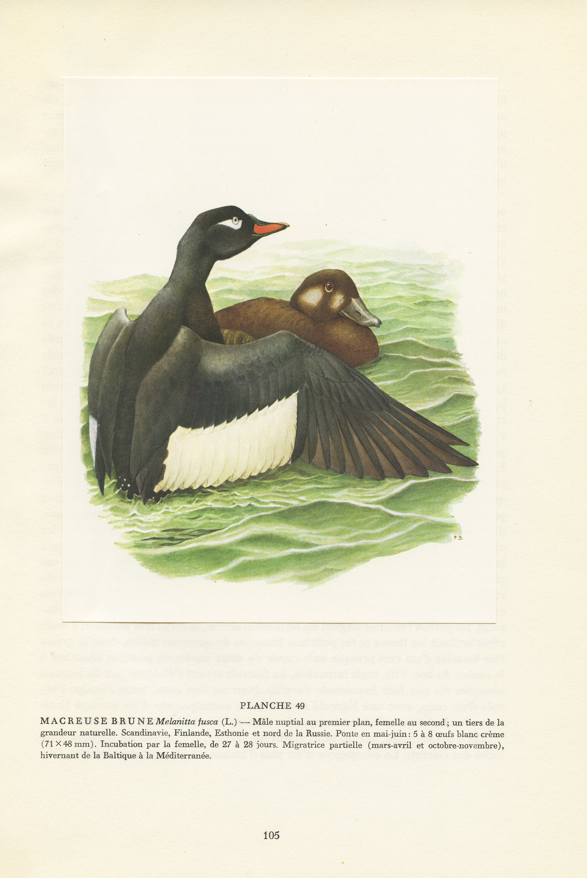 1962 Illustration de Macreuse Brune. Affiche d'oiseaux Aquatiques Melanitta Fusca Vintage. Cadeau Mi