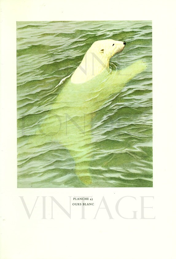 1970 Poster d'animal Vintage d'ours Blanc Peinture Cadeau Ours Animaux Sauvages Mammifères
