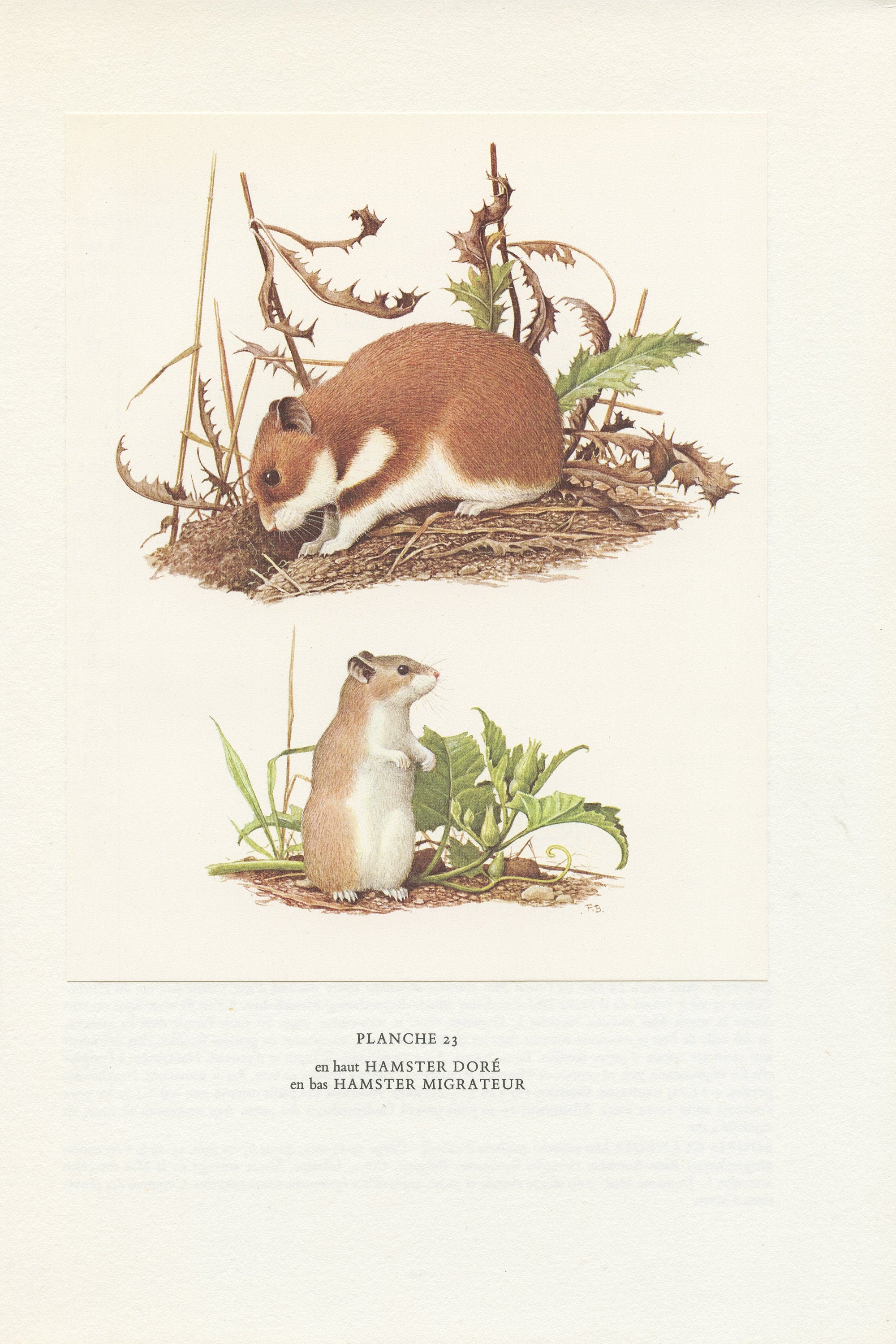 Illustration de Hamsters Vintage 1970. Poster Doré & Migrateur. Illustration Rongeurs Par Paul Barru