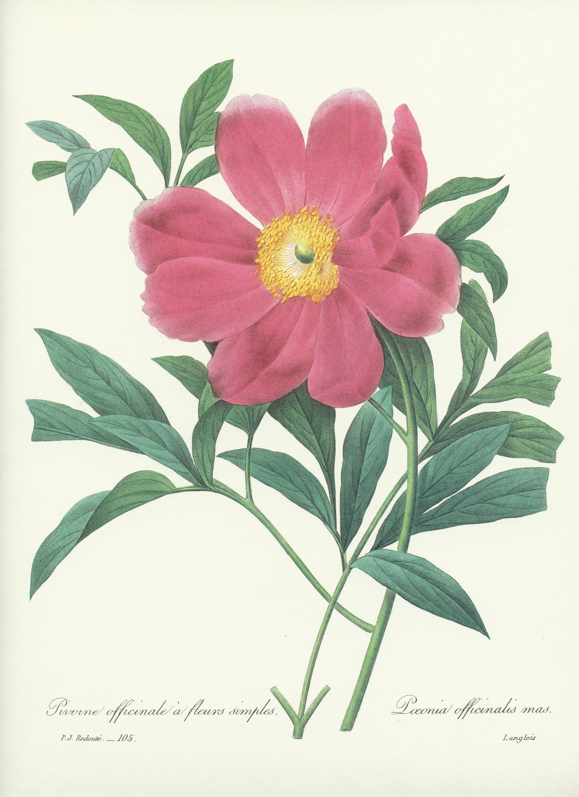 1986 Illustration Botanique de Pivoine Officinale Peinture Redouté Déco Florale Cuisine Vintage Post