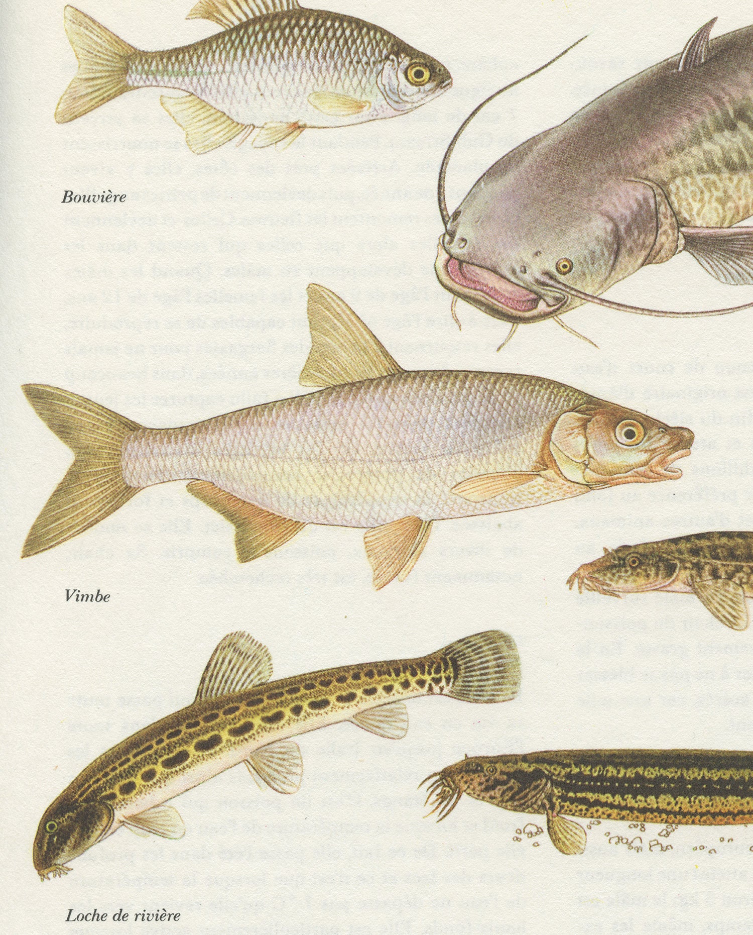 1974 Illustration de Poissons Vintage, Poissons d'eau Douce, Rivière, Cadeau Pour Pêcheur, Poster Pê