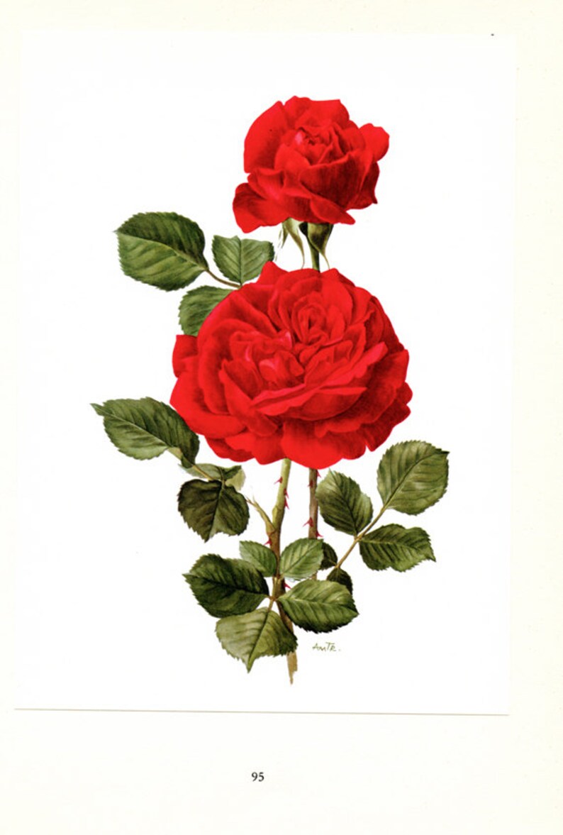 1962 Roses Rouges Vintage art botanique aquarelle florale rose Champs ...