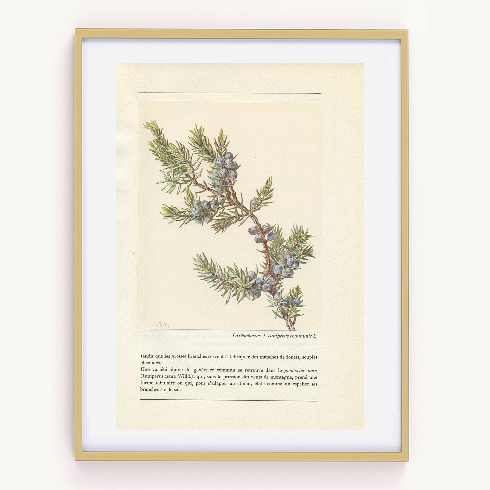 Common Juniper botanical print with berries from 1959. Vintage Etsy