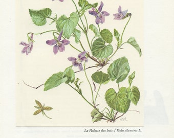 1959 Viola silvestris botanical print. Vintage violet flower print forest woodland theme home decor. Teacher gift. Mauve Wildflower Plants