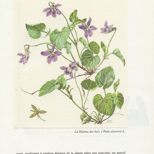 1959 Viola silvestris botanical print. Vintage violet flower print forest woodland theme home decor. Teacher gift. Mauve Wildflower Plants