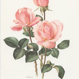 Pale pink Castel Versailles botanical Rose print from 1985. Vintage rose art print, vintage botanical art botanical poster print pink roses