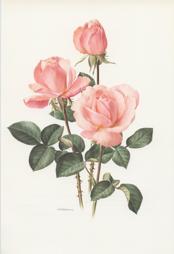 Pale Pink Castel Versailles Botanical Rose Print From 1985. - Etsy