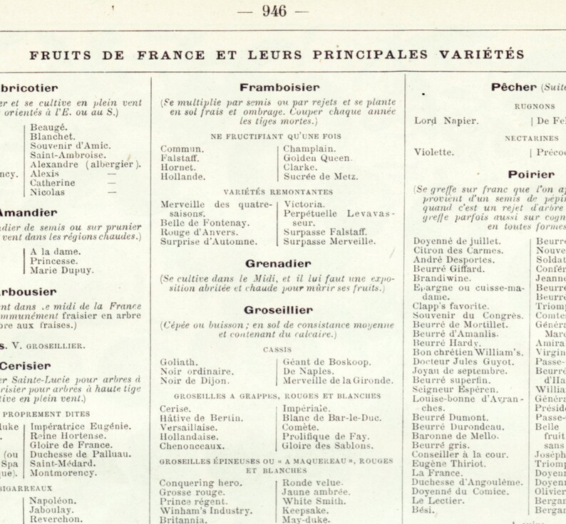 Fruits chart antique from 1922 Fruit botanical print. Fruits French dictionary page. Small flora illustration 1920s. Fruits poster image 5