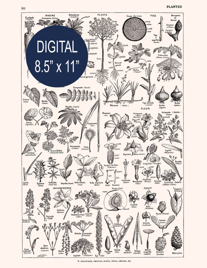 Digital collage sheet Printable Plant Art 8.5x11 inches Black and white botanical digital download Letter format print