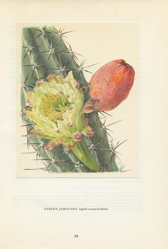 Cereus Jamacaru cactus print 1954. Mandacaru vintage cactus art. Botanical  print Cactus wall art. Desert decor Peruvian cactus poster,