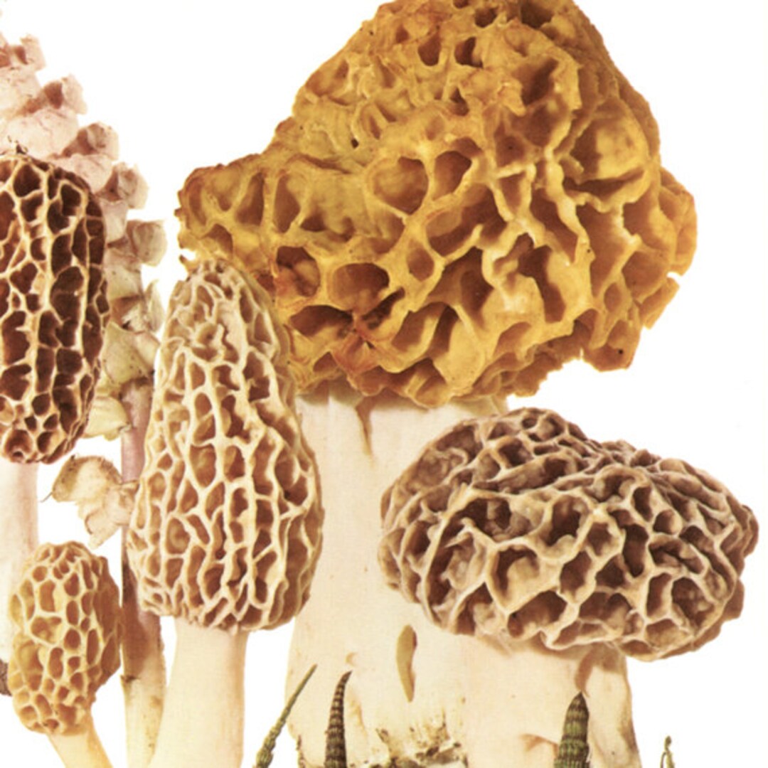 Morel Stinkhorn Mushroom Botanical Wall Art From 1972 for Mushroom