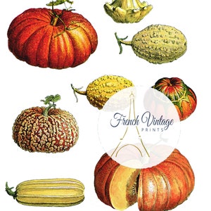 Clipart png Images de courges & citrouilles vintage à imprimer détourées libres de droits pour utilisation commerciale pour cartes, aimants