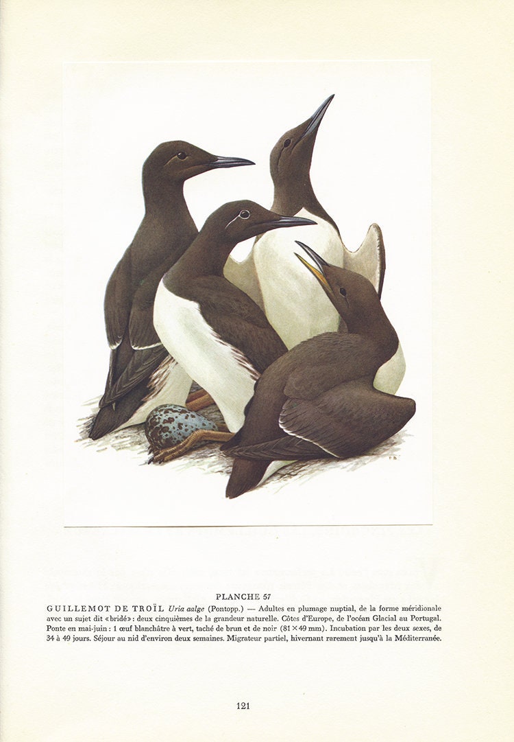 Affiche de Guillemots Troïl Vintage 1962 Par Paul Barruel. Petits Poster d'oiseaux Marins. Décoratio