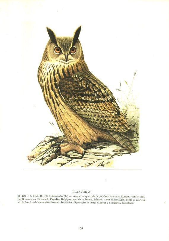 1959 Illustration de Hibou Grand Duc Vintage Illustration Ancienne Chouette Oiseau Nocturne Image d'