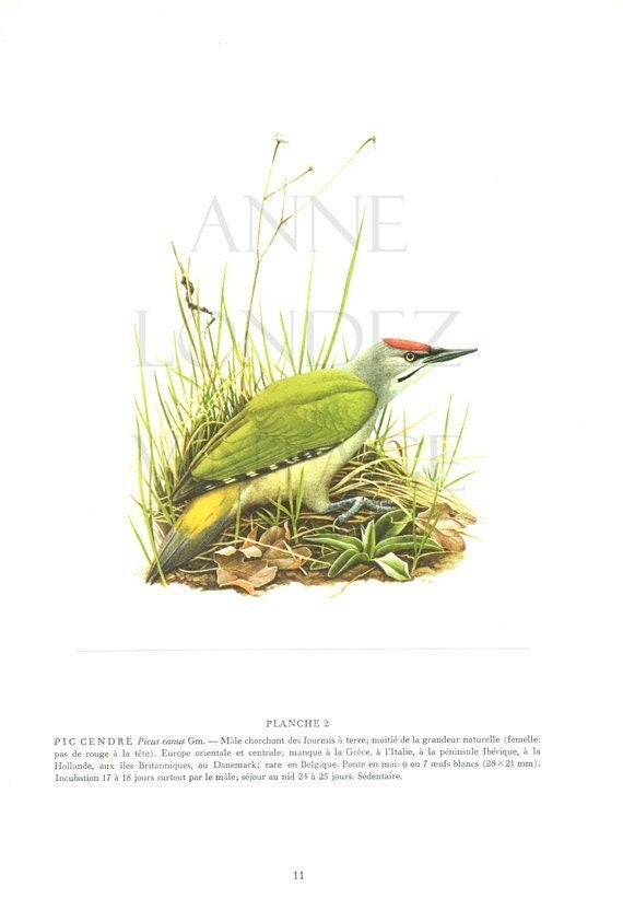 Illustration de Pic Vert Vintage 1959. Cendré. Décoration Murale Ornithologie. Image d'oiseau Pic Ce