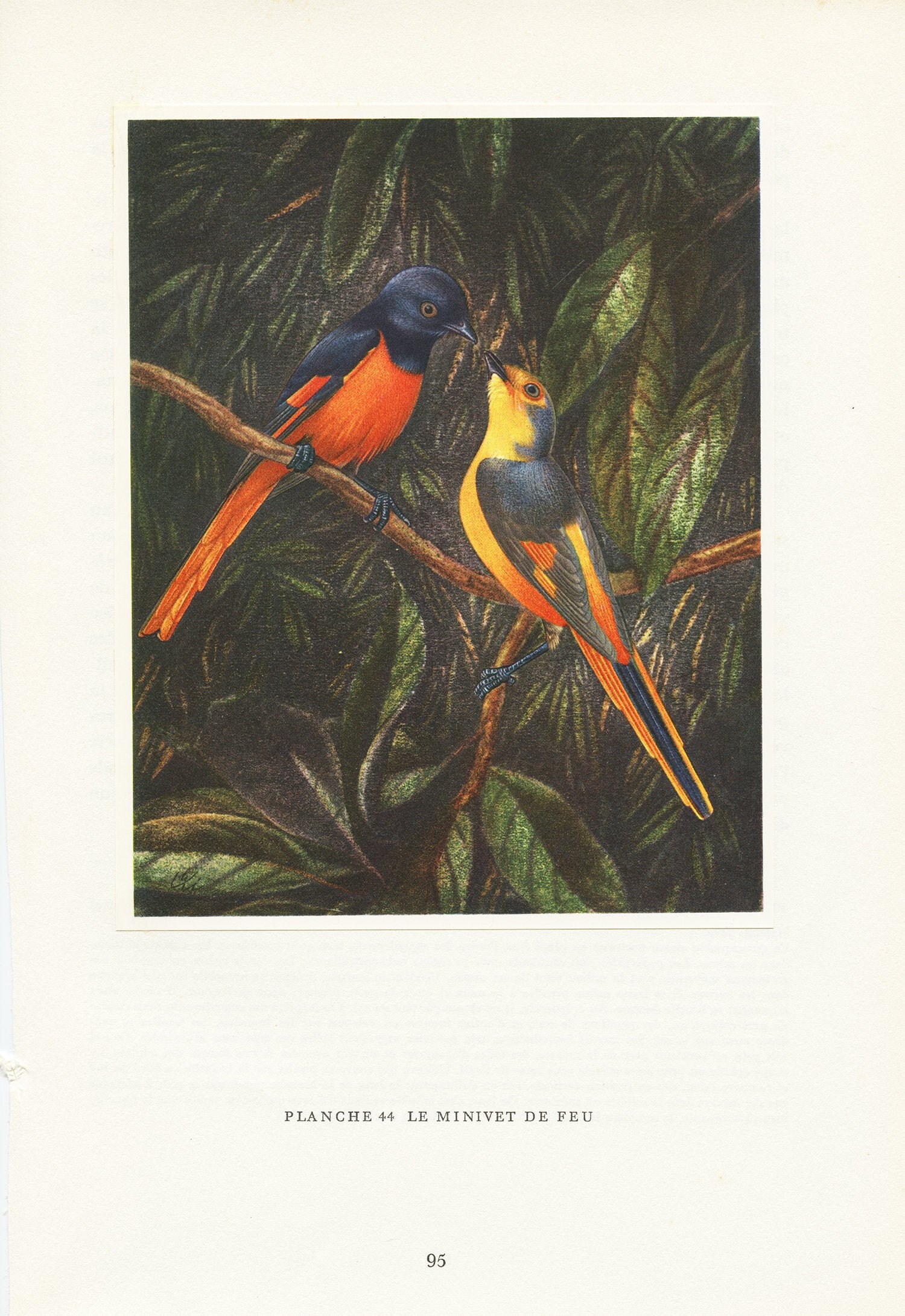 Illustration de Minivets Feu Orange et Jaune 1961 Illustration Ancienne Ornithologique Image d'oisea