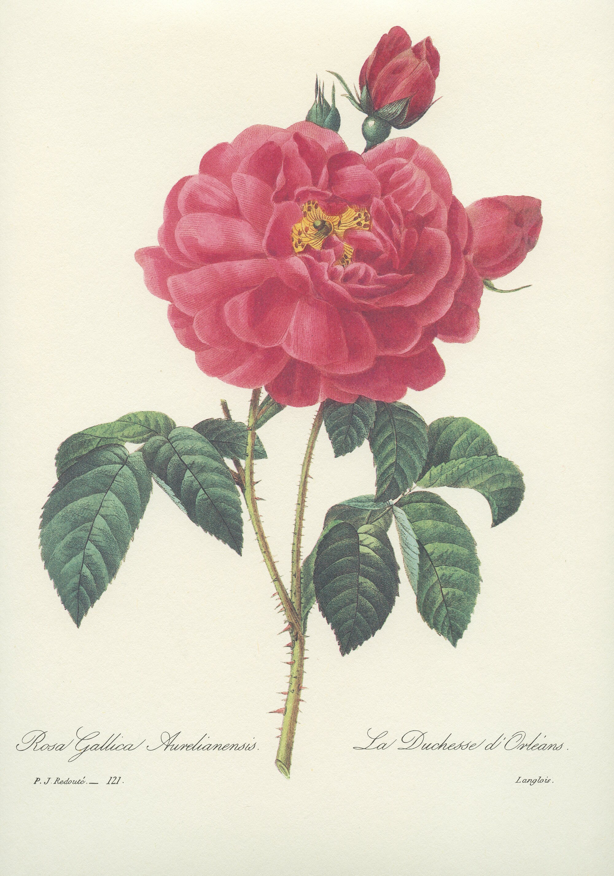 1986 Illustration Botanique de Rose Duchesse d'orléans Par Pierre-Joseph Redouté Deco Florale Cuisin