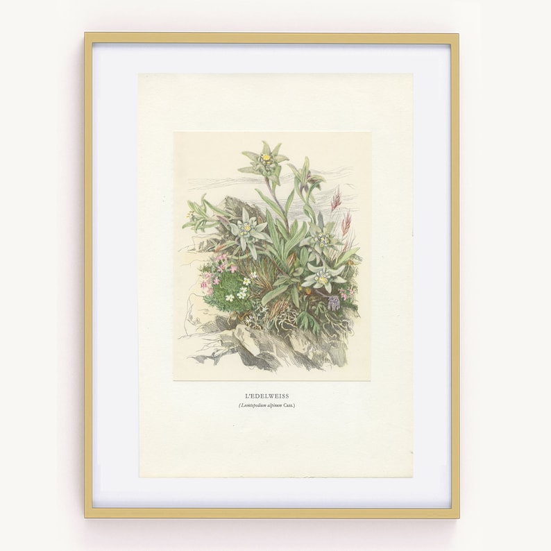 Illustration d'Edelweiss de 1959 vintage. Petite affiche de fleurs sauvages. Leontopodium nivale Art botanique cadeau botanique image 3