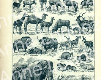洋書 CLASSIC NATURAL HISTORY PRINTS MAMMALS 1922 Vintage Mammals Animal Poster. Small French Antique