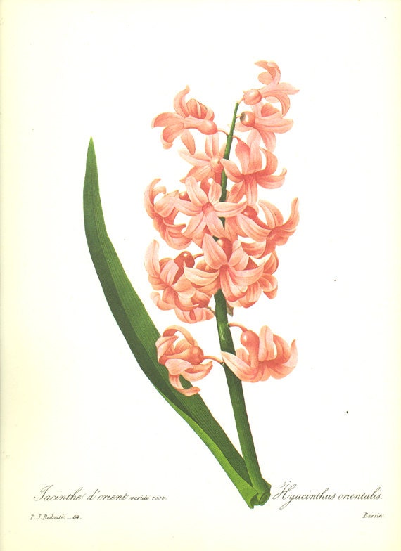 Illustration Botanique Ancienne de Jacinthe Rose 1986 Décoration Florale Vintage Poster Fleurs Jacin
