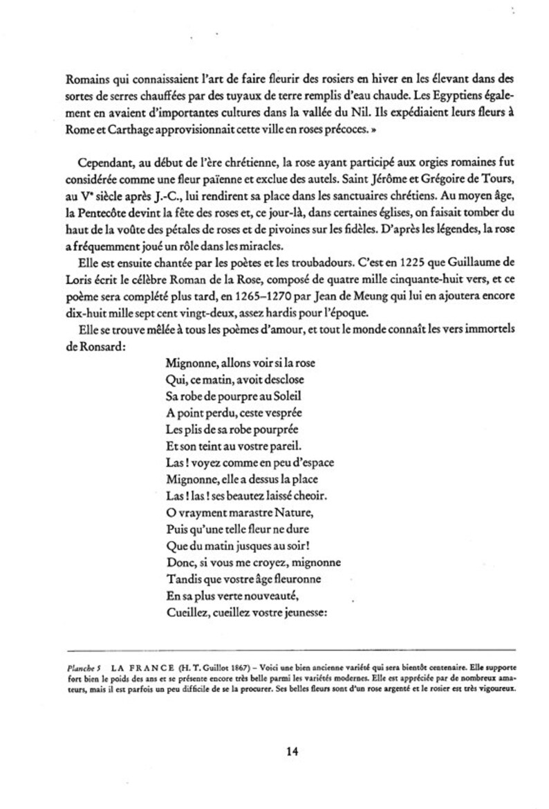 Yellow rose botanical poster 1962 Vintage yellow rose print Etsy