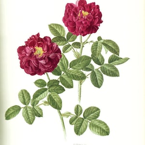 1985 Vintage Tuscany rose print for Dark red Purple rose botanical art Floral home decor. Romantic French country decor. Gardener gift
