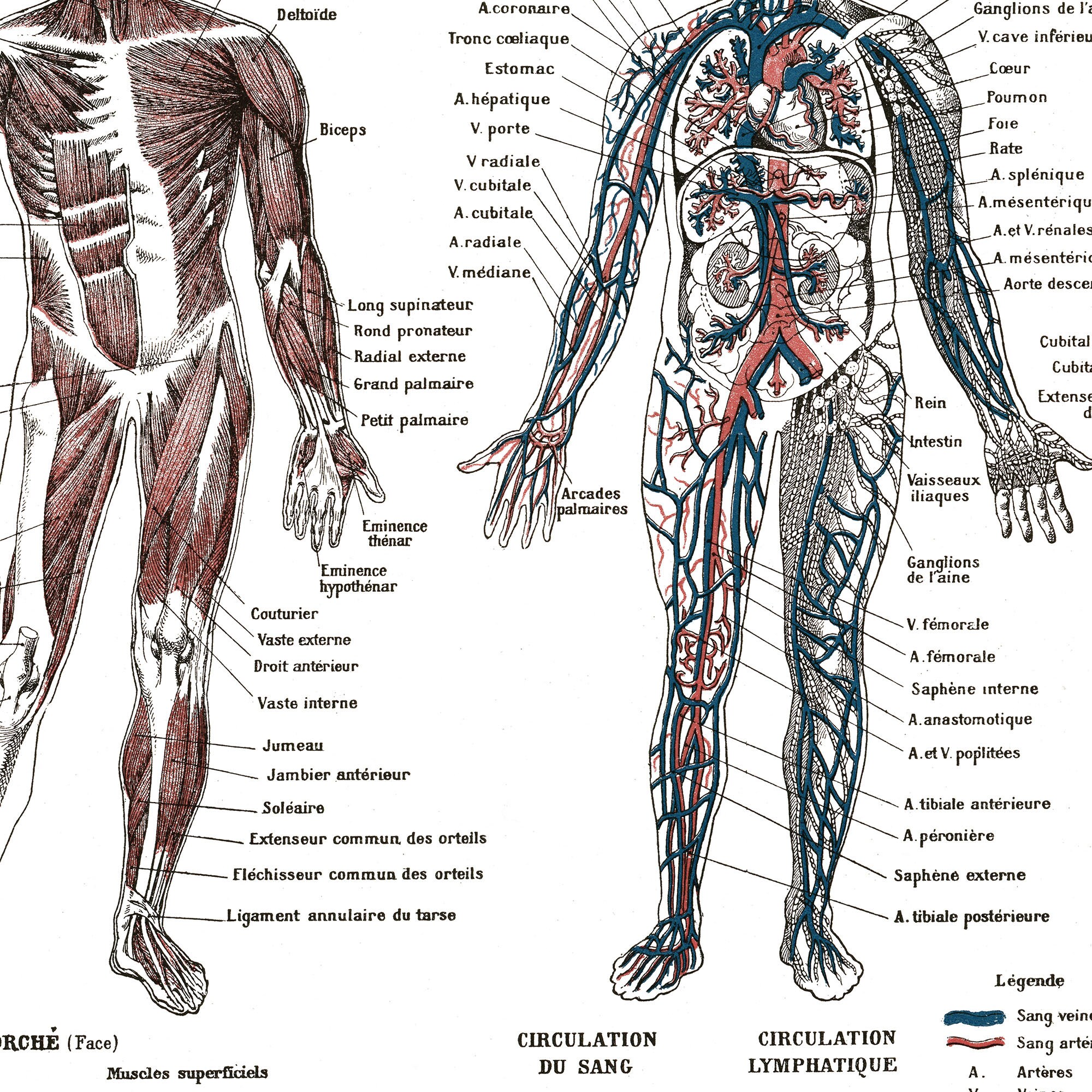 Skeleton And Muscular System Wall Chart Structure Human Body Skeleton ...