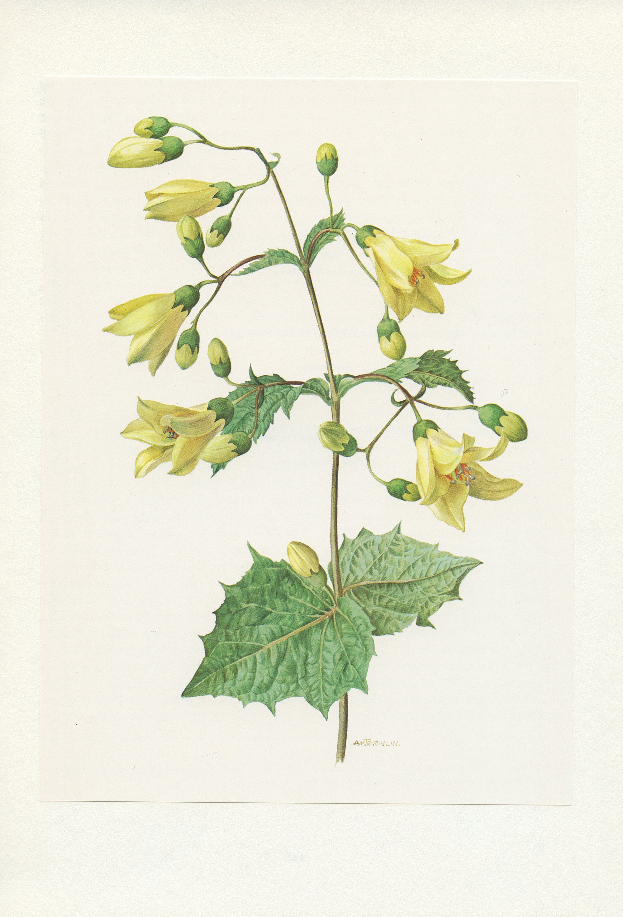 1970 Illustration Botanique de Kirengeshoma Palmata. Petite Affiche Plante. Cadeau Pour Botaniste ou