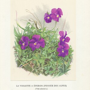 1959 Mountain violet botanical print for botanical floral home decor. Viola calcarata Botany teacher gift flowers art