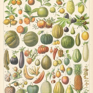 1897 Exotic Fruit chart for kitchen decor. Vintage botanical print for French country kitchen decor by Adolphe Millot