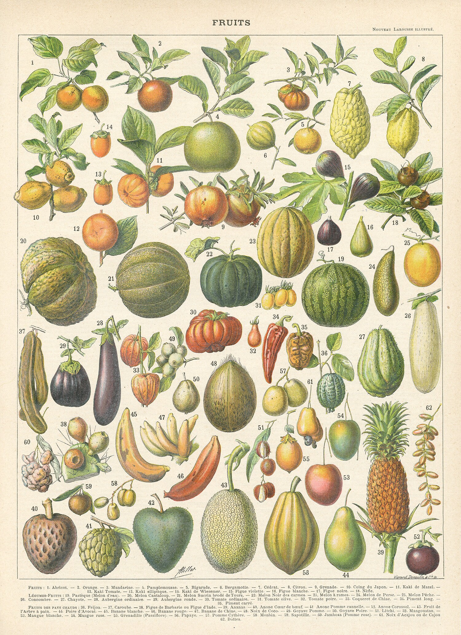 1897 Illustration Botanique