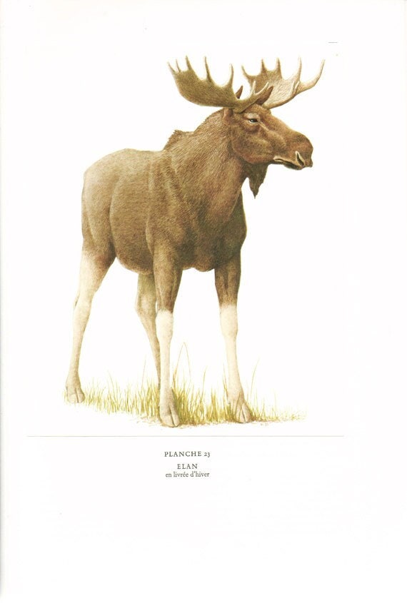 1970 Vintage Illustration d'elan Image Illustration Animalière Déco Nature Cadeau Elan Mammifères d'