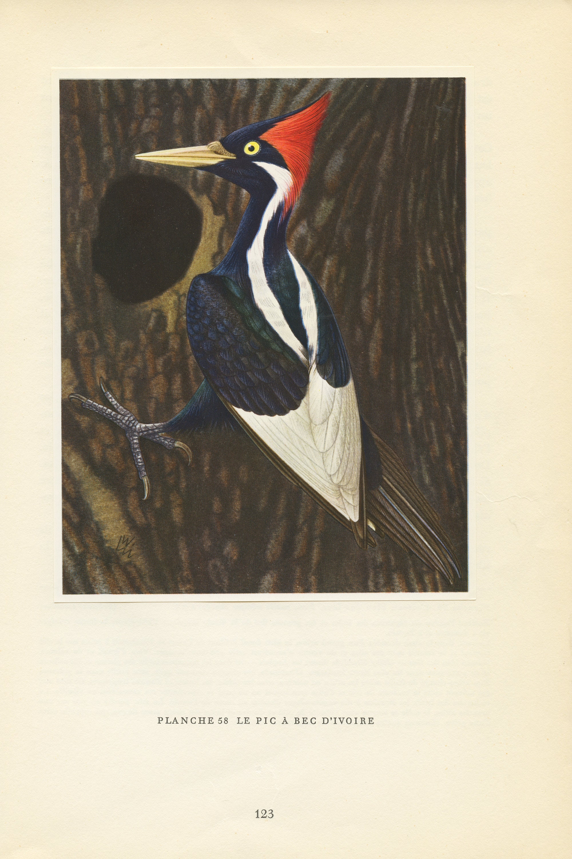 Illustration de Pic à Bec d'ivoire Vintage 1961. Petite Affiche d'oiseaux Tropicaux. Décoration Oise