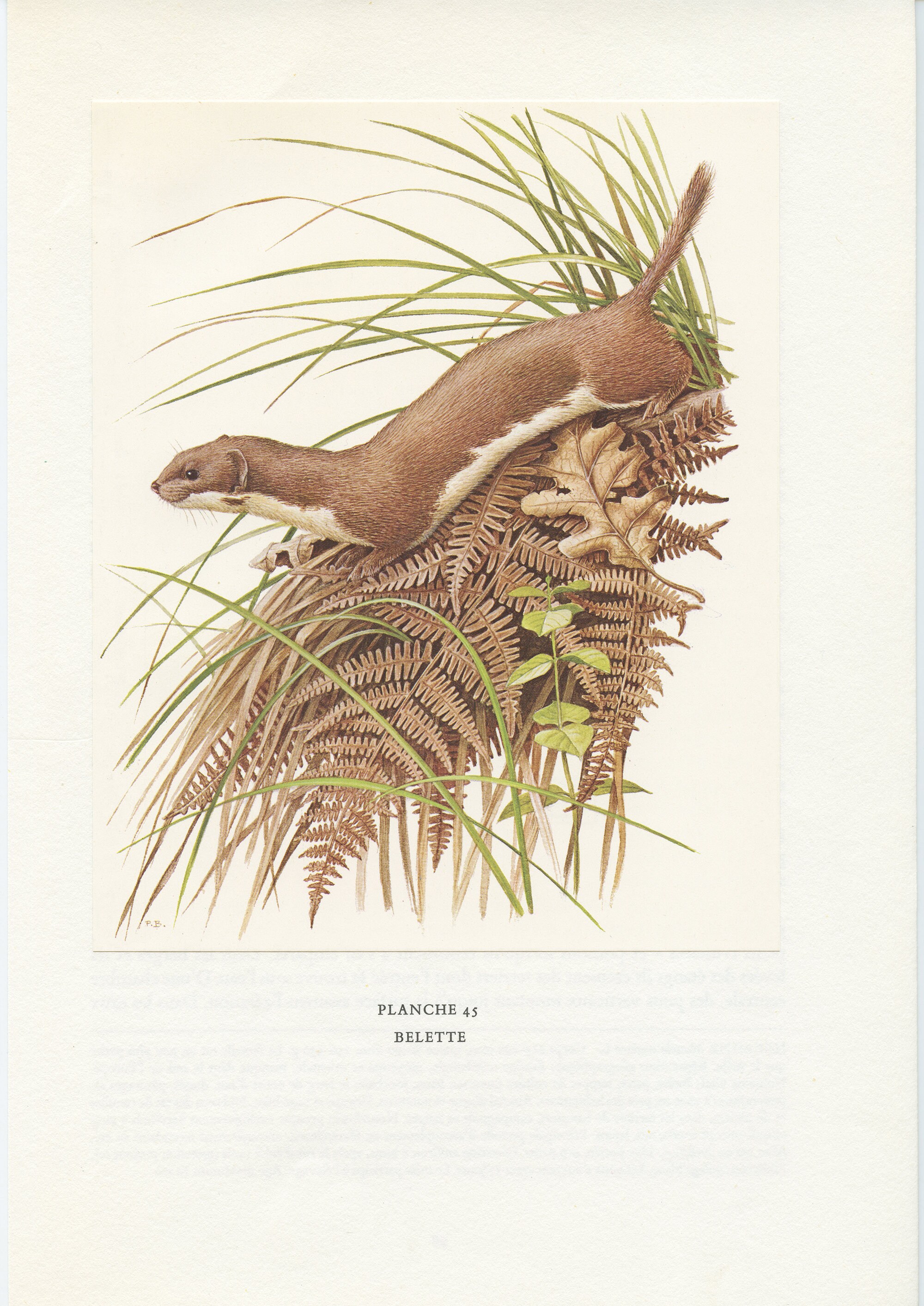 1970 Image de Belette Vintage Illustration Animalière Rongeur Décor Salle Classe Déco Paul Barruel