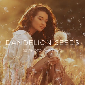 30 Dandelion Flowers Photo Overlays, Summer Digital Backdrop, Digital Download