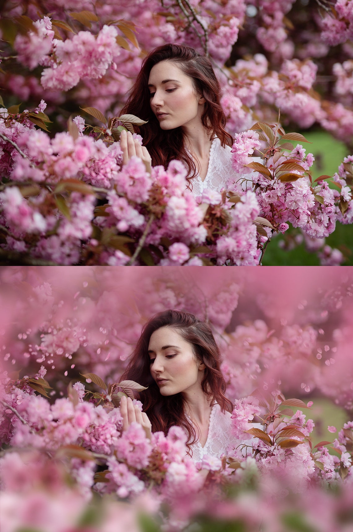 Cherry Blossom Overlays and Free Digital Backgrounds Etsy