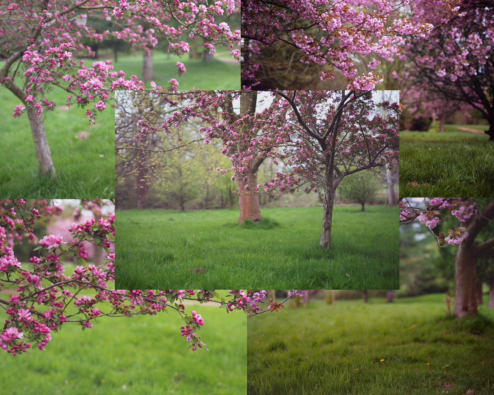 Cherry Blossom Overlays and Free Digital Backgrounds Etsy